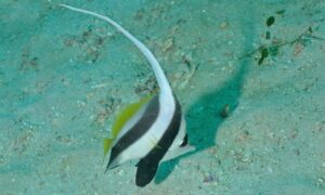 Pennant Coral Fish, Longfin Bannerfish - Dorakata projapati machh (ডোরাকাটা প্রজাপতি মাছ) - Heniochus acuminatus - Type: Bonyfish