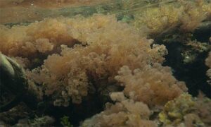 Not Known - Not Known - Heterosiphonia gibbesii - Type: Seaweeds