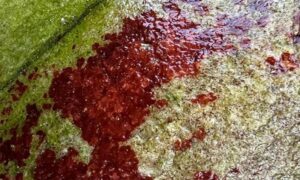 Rusty rock - Not Known - Hildenbrandia rubra - Type: Seaweeds