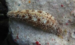 Leopard Sea Cucumber - Not Known - Holothuria (Lessonothuria) pardalis - Type: Sea_cucumber