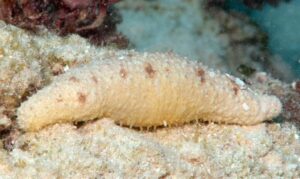 Sandfish - Not Known - Holothuria (Thymiosycia) arenicola - Type: Sea_cucumber