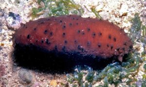 Sea Cucummber - Samudra shasha (সমুদ্র শশা) - Holothuria (Platyperona) difficilis - Type: Sea_cucumber