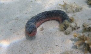 Pinkfish - Not Known - Holothuria edulis - Type: Sea_cucumber