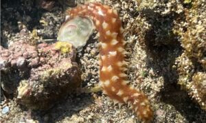 Tiger-tail cucumber, Sand Sifting Sea Cucumber - Not Known - Holothuria (Mertensiothuria) hilla - Type: Sea_cucumber