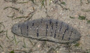 Sandfish - Not Known - Holothuria scabra - Type: Sea_cucumber