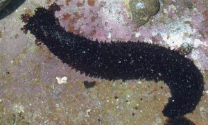 Black long sea cucumber, White Thread Fish - Not Known - Holothuria leucospilota - Type: Sea_cucumber