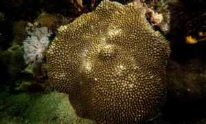 Spine coral - Not Known. - Hydnophora exesa - Type: Hardcorals