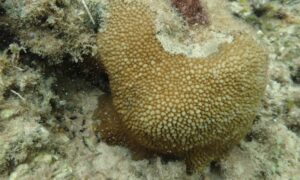 Small-coned coral - Not Known. - Hydnophora microconos - Type: Hardcorals