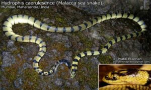 Dwarf sea snake - Malacca Shamudrik shap (মালাক্কা সামুদ্রিক সাপ) - Polyodontognathus caerulescens - Type: Snakes