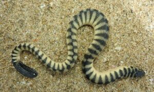 Shaw’s Sea Snakes - Not Known - Hydrophis curtus - Type: Snakes