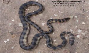 Annulated Sea Snakes - Kalo Holud Boloy Lathi Shap (কালো হলুদ বলয় লাঠি সাপ)