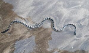 Striped Sea Snake - Lathi Shap (লাঠি সাপ) - Hydrophis fasciatus - Type: Snakes