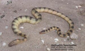 Arabian Gulf sea snake - Not Known - Hydrophis lapemoides - Type: Snakes