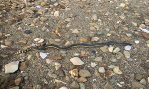 Yellow-bellied Sea Snake - Rangila Samudrik Shap (রঙিলা সামুদ্রিক সাপ) - Hydrophis platurus - Type: Snakes