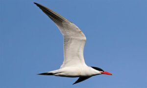 Caspian Tern - Not Known - Hydroprogne caspia - Type: Marine_birds
