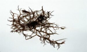 Ragutirit - Not Known - Hypnea esperi - Type: Seaweeds