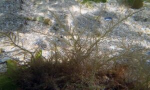 Hooked weed,Crozier weeds, Su-wei-tounge - Not Known - Hypnea musciformis - Type: Seaweeds