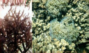 Blue hypnea,Blue hypnea, Gulot, Lumi cevata, Tattered sea moss - Not Known - Hypnea pannosa - Type: Seaweeds