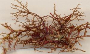 Not Known - Not Known - Hypnea spinella - Type: Seaweeds