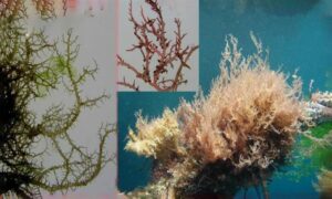 Not Known - Not Known - Hypnea valentiae - Type: Seaweeds