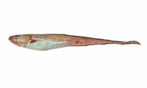 Whiptail cusk, Cusk-eels - সমুদ্র চেউয়া (Samudra chewa) - Hypopleuron caninum - Type: Bonyfish