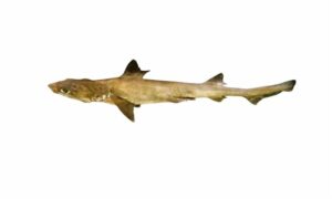 Bigeye houndshark - Not Known - Iago omanensis - Type: Shark