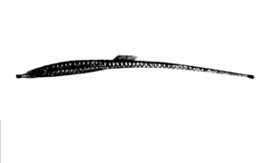 Indian Freshwater Pipefish - Not Known - Ichthyocampus carce - Type: Bonyfish
