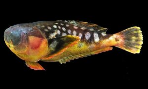 Longnosed Stargazer - Sagor baila (সাগর বাইলা), Lomba nak dudhya mach (লম্বানাক দুধ্যা মাছ) - Ichthyscopus lebeck - Type: Bonyfish