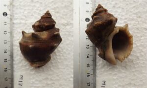 Carinate rock shell - Baka shamuk (বাঁকা শামুক) - Indothais lacera - Type: Sea_snails
