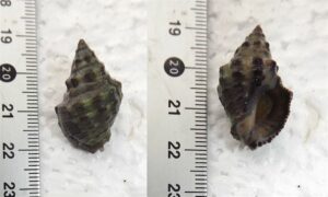 - - Indothais rufotincta - Type: Sea_snails