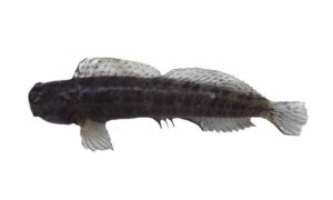 Streaky rockskipper - Raja chiruni mach (রাজা চিরুনী মাছ) - Istiblennius dussumieri - Type: Bonyfish