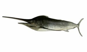 Black marlin - Kalo talowar ( কালো তলোয়ার ), Marlin mach (মারলিন মাছ) - Istiompax indica - Type: Bonyfish