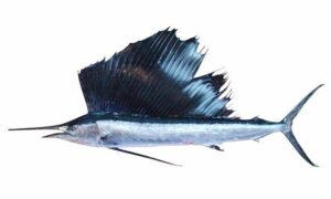 Indo-Pacific sailfish, Bill Fish, Indian Sailfish - Moyurpongkhi Mach (ময়ূরপঙ্খী মাছ), Pal mach (পাল মাছ), Pakhi mach (পাখি মাছ) - Istiophorus platypterus - Type: Bonyfish