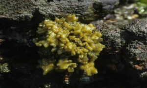 Not Known - Not Known - Iyengaria stellata - Type: Seaweeds