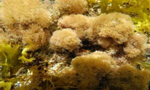Slender-beaded coral weed - Not Known - Jania rubens - Type: Seaweeds