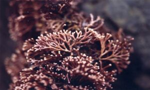 Not Known - Not Known - Jania ungulata - Type: Seaweeds