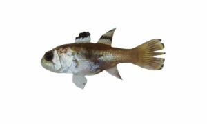 Flag-in cardinal-fish, Elliot's Cardinal-fish - Duiddya (দুইদ্দ্যা) - Jaydia ellioti - Type: Bonyfish