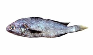 Sharpnose Hammer Croaker - Bash poa (বাঁশ পোয়া) - Johnius borneensis - Type: Bonyfish