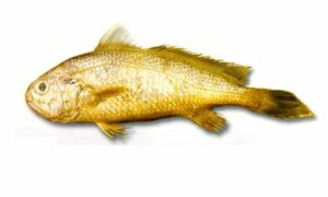 Sin Croaker, Dussumier's Silver Jewfish - Choto kalo Poa (ছোট কালো পোয়া), Dhari Poa (ধারী পোয়া), Dusto poa (দুষ্ট পোয়া) - Johnius dussumieri - Type: Bonyfish