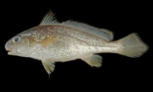 Large-finned Croaker - Kala Poa (কালা পোয়া), Dhari Poa (ধারি পোয়া) - Johnius macropterus - Type: Bonyfish