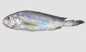 Large-eye Croaker - Poa mach (পোয়া মাছ), Boro chokkha poa (বড় চোক্ষা পোয়া) - Johnius plagiostoma - Type: Bonyfish