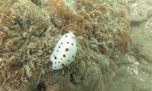 Polka-dot nudibranch - Sea Slug (সী স্ল্যাগ) - Jorunna funebris - Type: Nudibranch