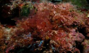 Not Known - Not Known - Kallymenia rubra - Type: Seaweeds