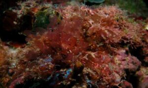 Not Known - Not Known - Kallymenia tasmanica - Type: Seaweeds