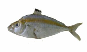 Goldstripe ponyfish - Not Known - Karalla daura - Type: Bonyfish