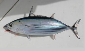 Skipjack tuna, Striped Tuna - Tuna machh (টুনা মাছ) - Katsuwonus pelamis - Type: Bonyfish