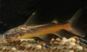Bigmouth sea catfish - Medha (মেধা), Medh (মেধ) - Ketengus typus - Type: Bonyfish