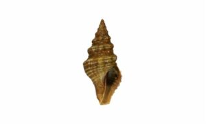 Olivaceous knefastia - musara leza (মুসারা ল্যাজা) - Knefastia olivacea - Type: Sea_snails
