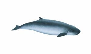 Pygmy Sperm Whale - Not Known - Kogia breviceps - Type: Whales