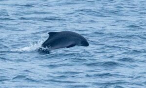 Dwarf Sperm Whale - Not Known - Kogia sima - Type: Whales